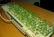 Трава на клаве