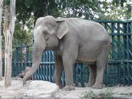 Слон на детской площадке