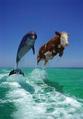 Если ты видишь два дельфина, тебе срочно пора в отпуск!