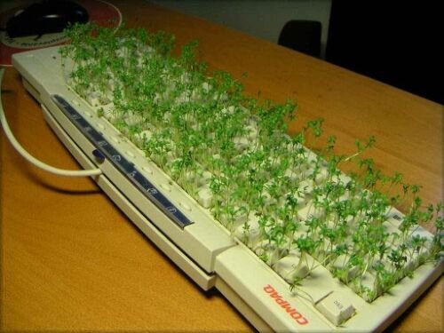 трава на клаве