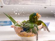 Купание зеленого попугая