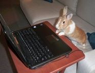 Офис-кролик
