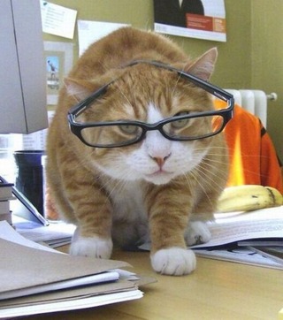 Кот ученый (www.iworker.ru)
