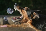 Ловец пузырей