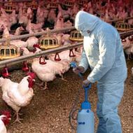 Япония забьет 4 миллиона кур из-за птичьего гриппа