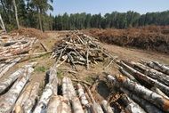 Правительство променяло Химкинский лес на 44 млрд рублей
