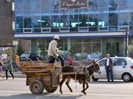 В Ташкенте регламентировали правила езды на ишаках